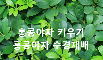 홍콩야자