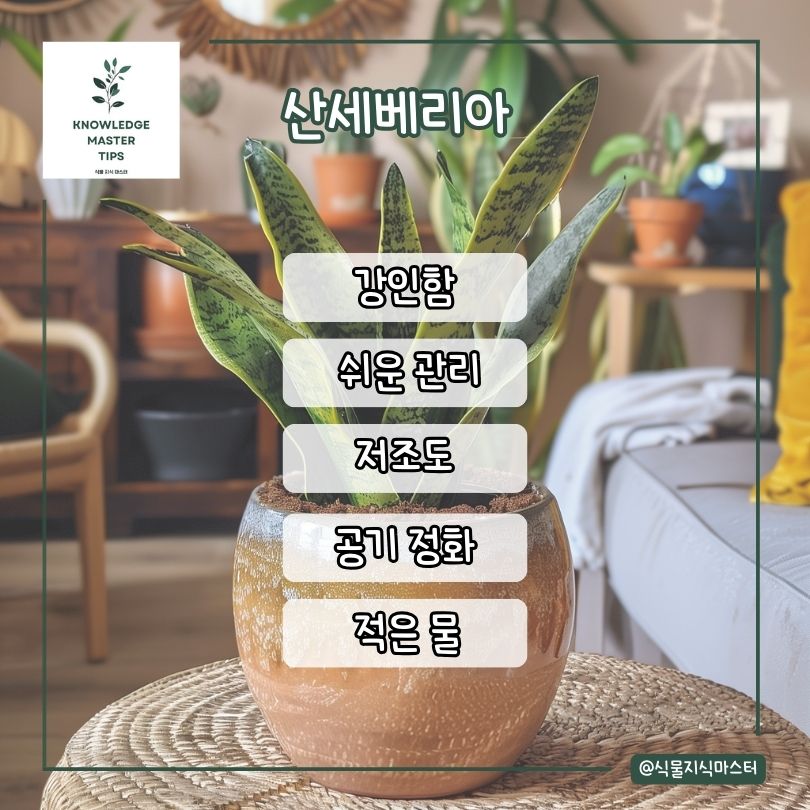 산세베리아 소개