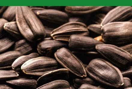 면역력높이는법