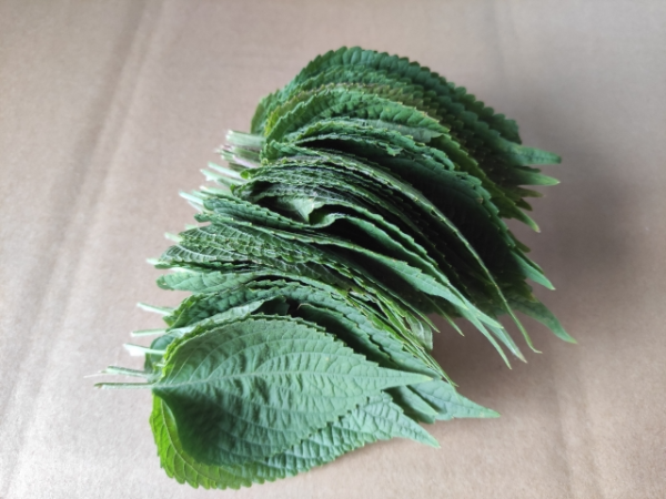 깻잎의 효능과 효과 부작용 알아보기