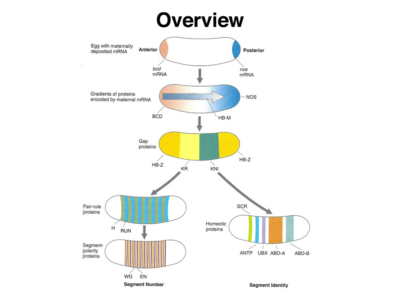 Pattern formation in Drosophila development