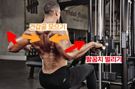 시티드로우(롱풀) 자세 중상부근육 