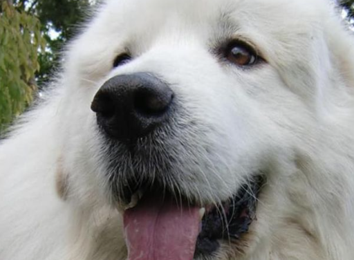 그레이트 피레니즈