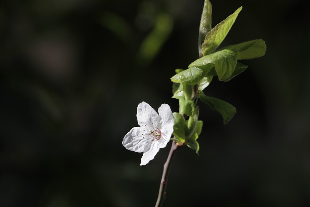Silymarin