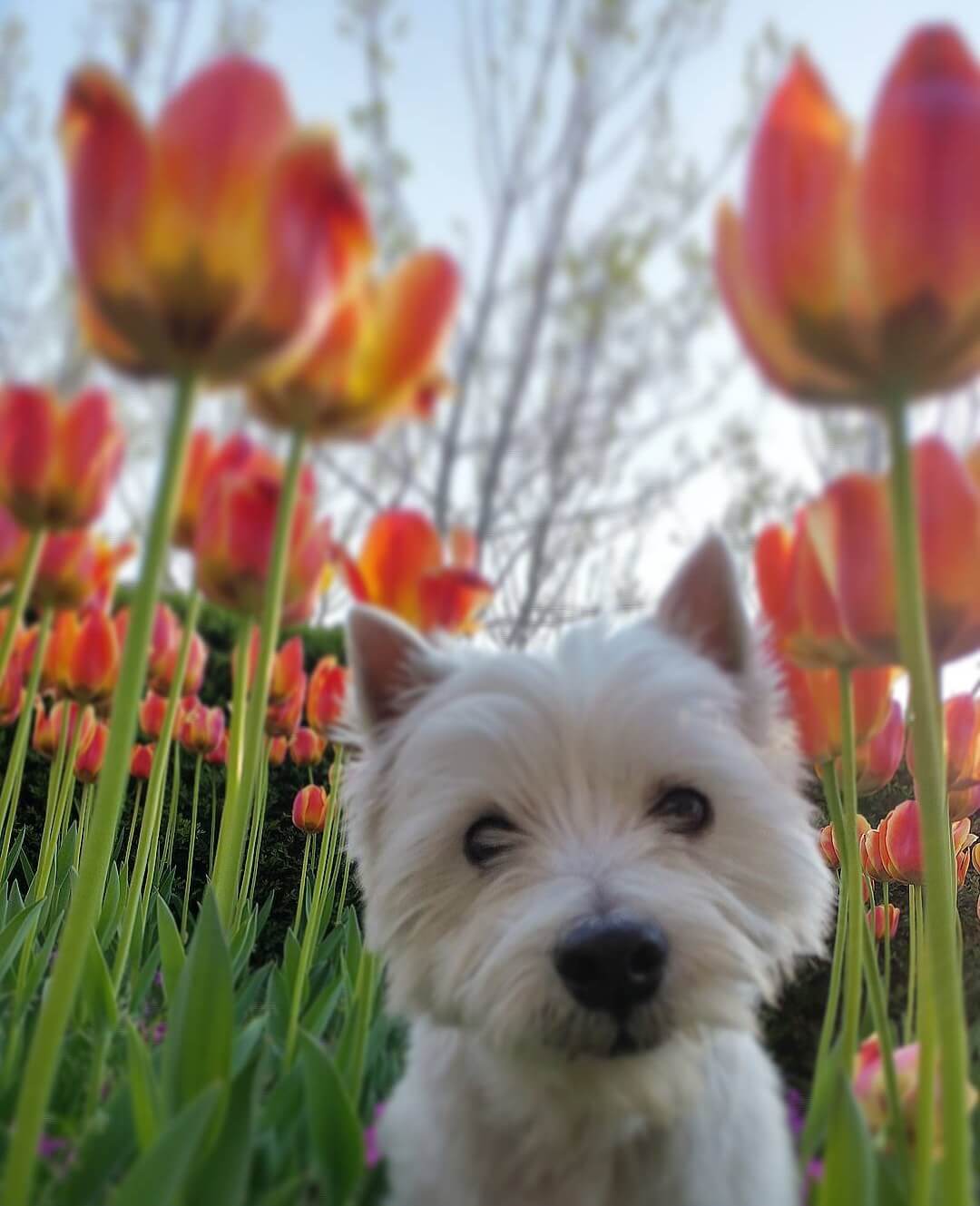 강아지 동반