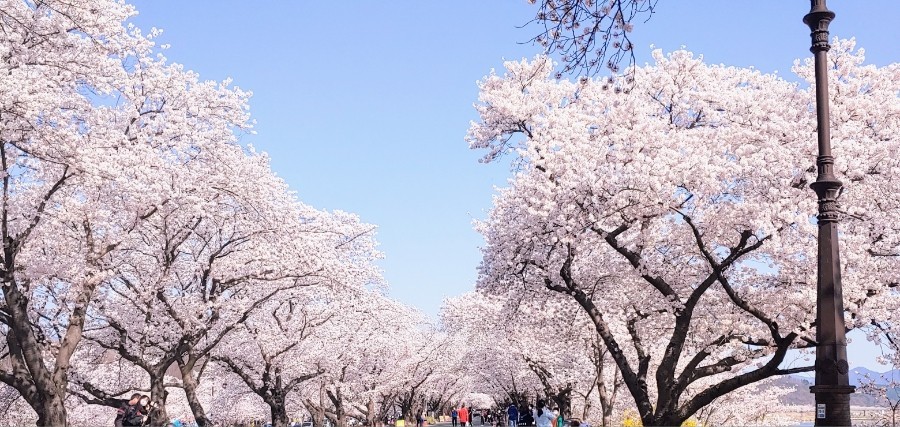 경주 벚꽃 여행 가이드 ❘ 벚꽃과 역사 여행의 만남, 보문호 & 첨성대