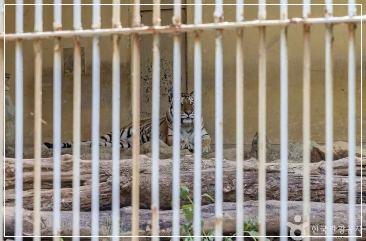 청주 가볼만한곳 베스트10 청주동물원