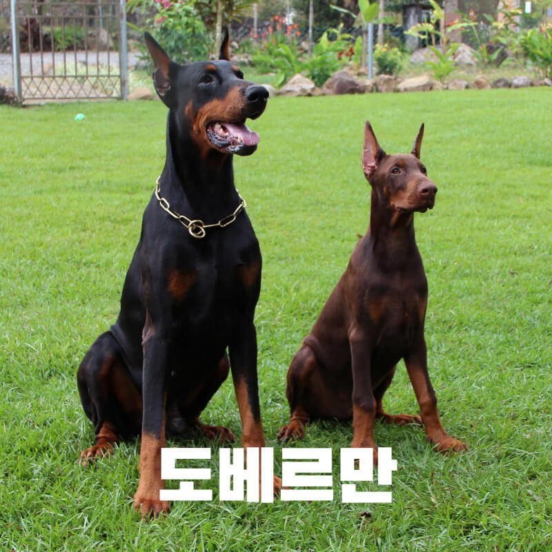 도베르만 훈련방법
