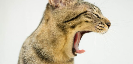 고양이와 주인.