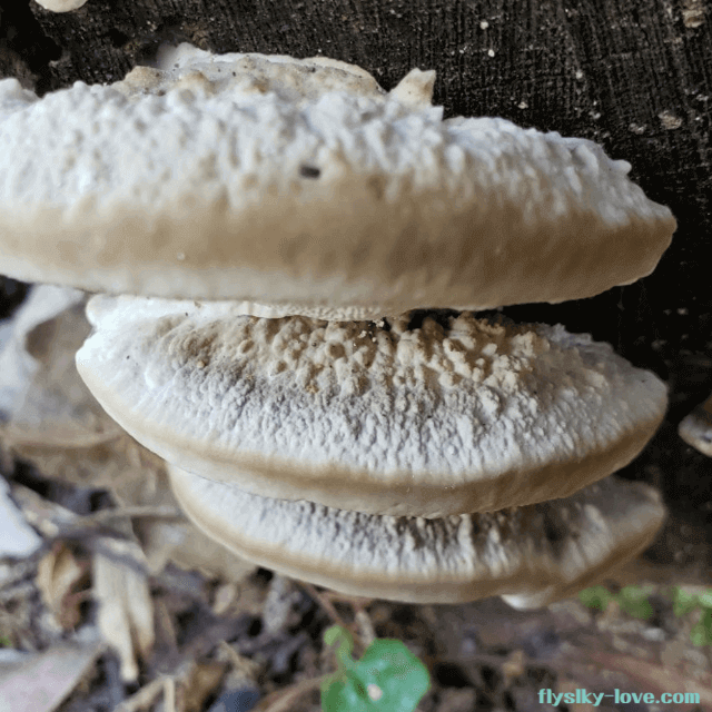 약용으로 활용되는 시루송편버섯