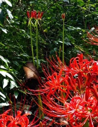 꽃무릇과 상사화 차이 요약 정리를 한눈에_23