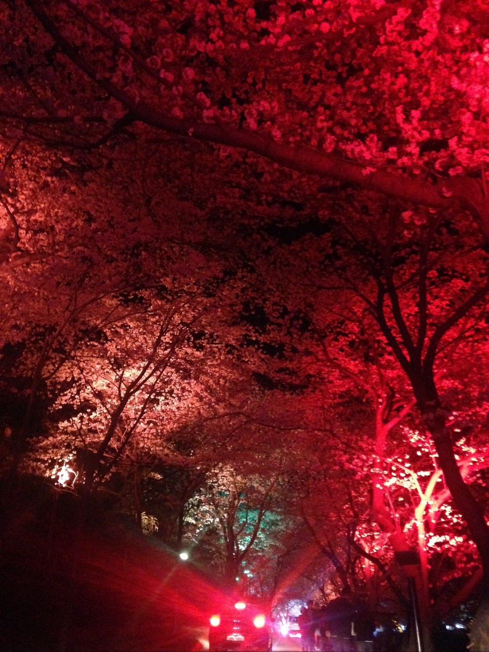 벚꽃 야경