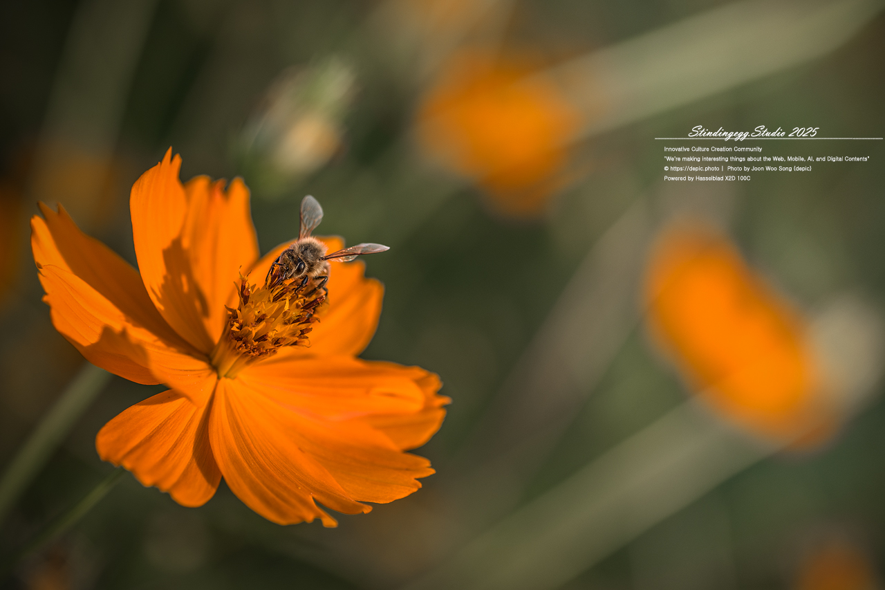 #증평 #증평군농업기술센터 #코스모스 #가을