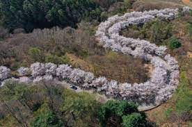 강원도 부귀리 벚꽃길 벚꽃 명소 베스트 5 벚꽃시기 만개시기 드라이브 코스