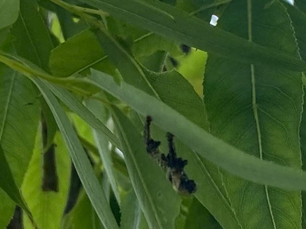 버들잎벌레 번데기