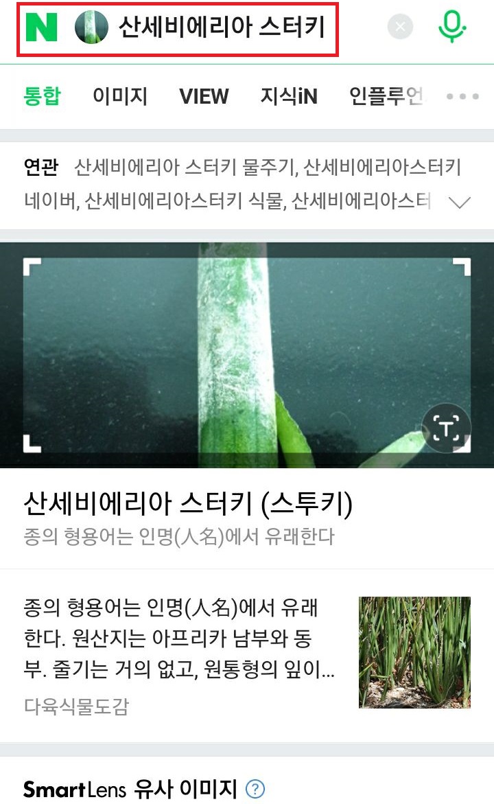 식물이름 보임