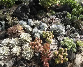 함평 국화축제_18