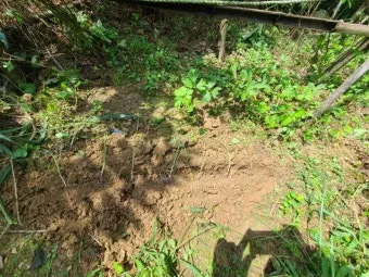 알타리무 파종시기 핵심 포인트_5