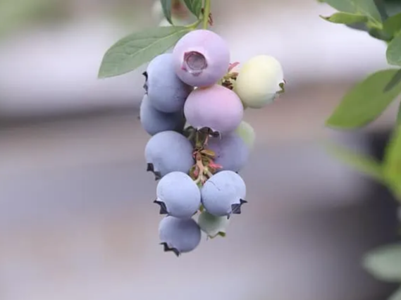 요거트 위에 냉동 블루베리