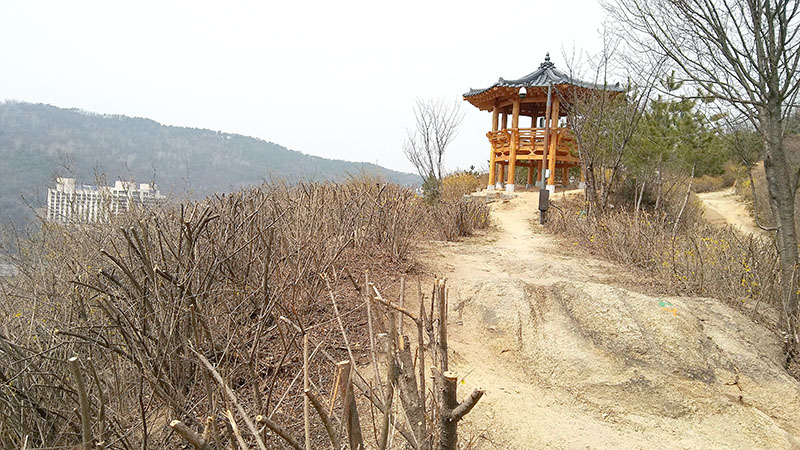 고은산능선길 개나리