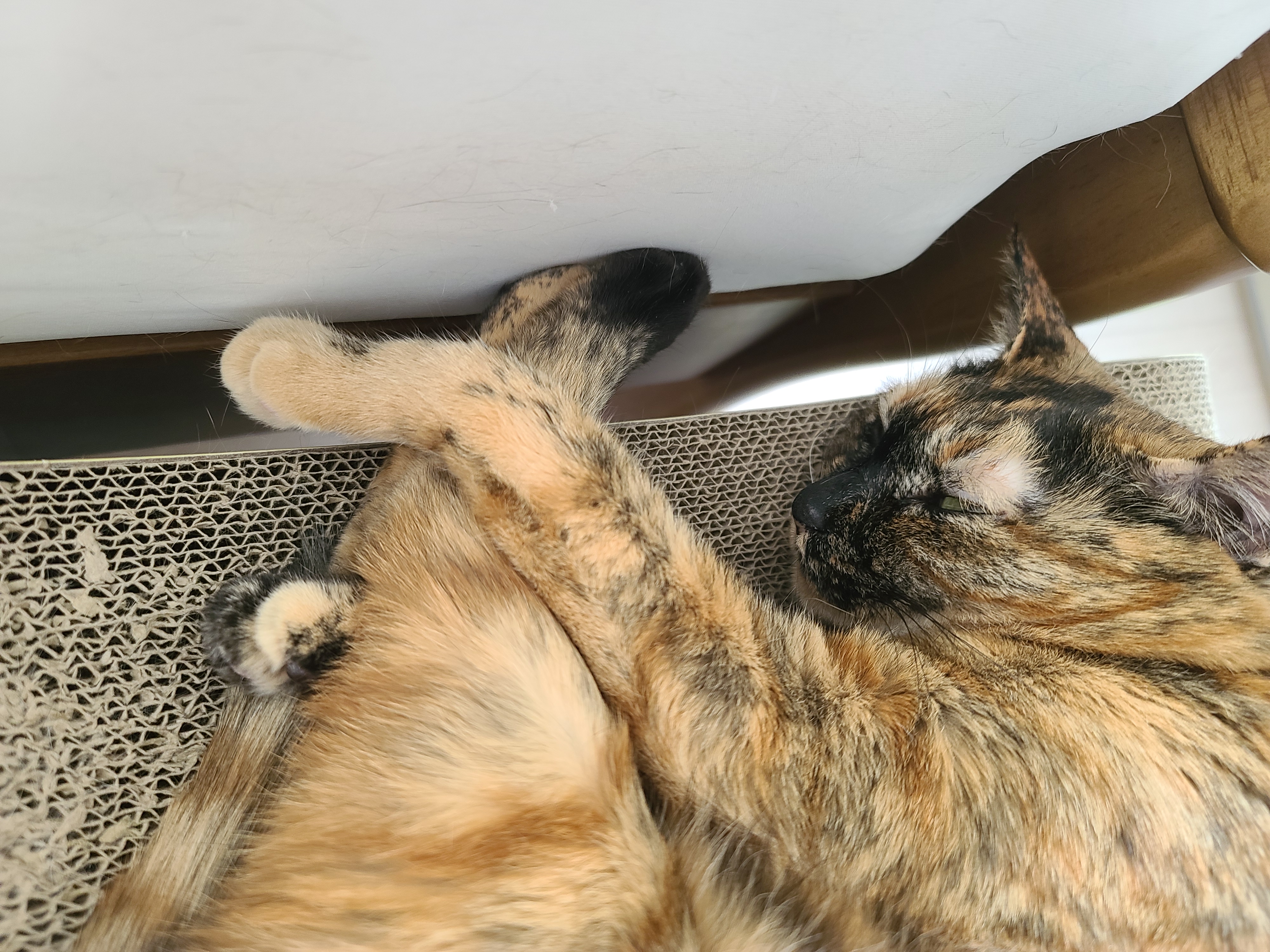 고양이들의 오늘 낮잠자는 포즈 (feat.내 다이슨 도대체 언제와?)