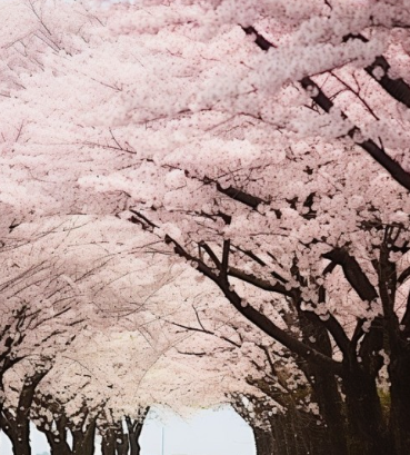 벚꽃