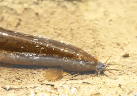 미꾸라지 꿈 해몽 풀이