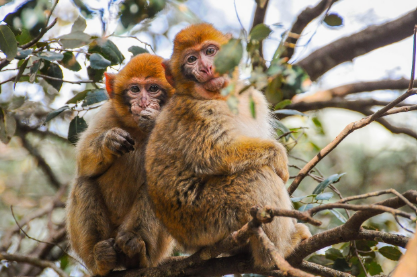 2025년 5월 원숭이띠 운세