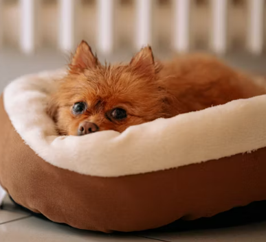 반려동물 미용실 창업에 대하여 알아보기