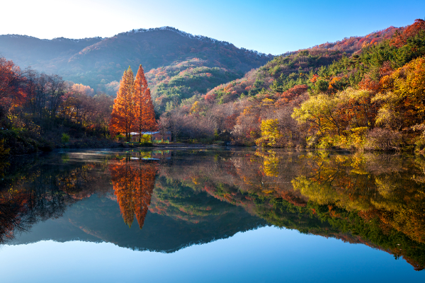 물관(xylem)을 통한 수분 이동