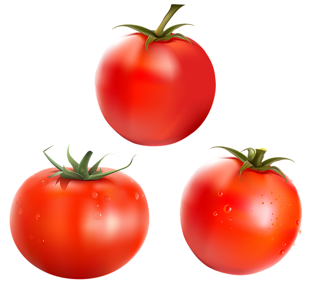 강아지 건강에 좋은 토마토