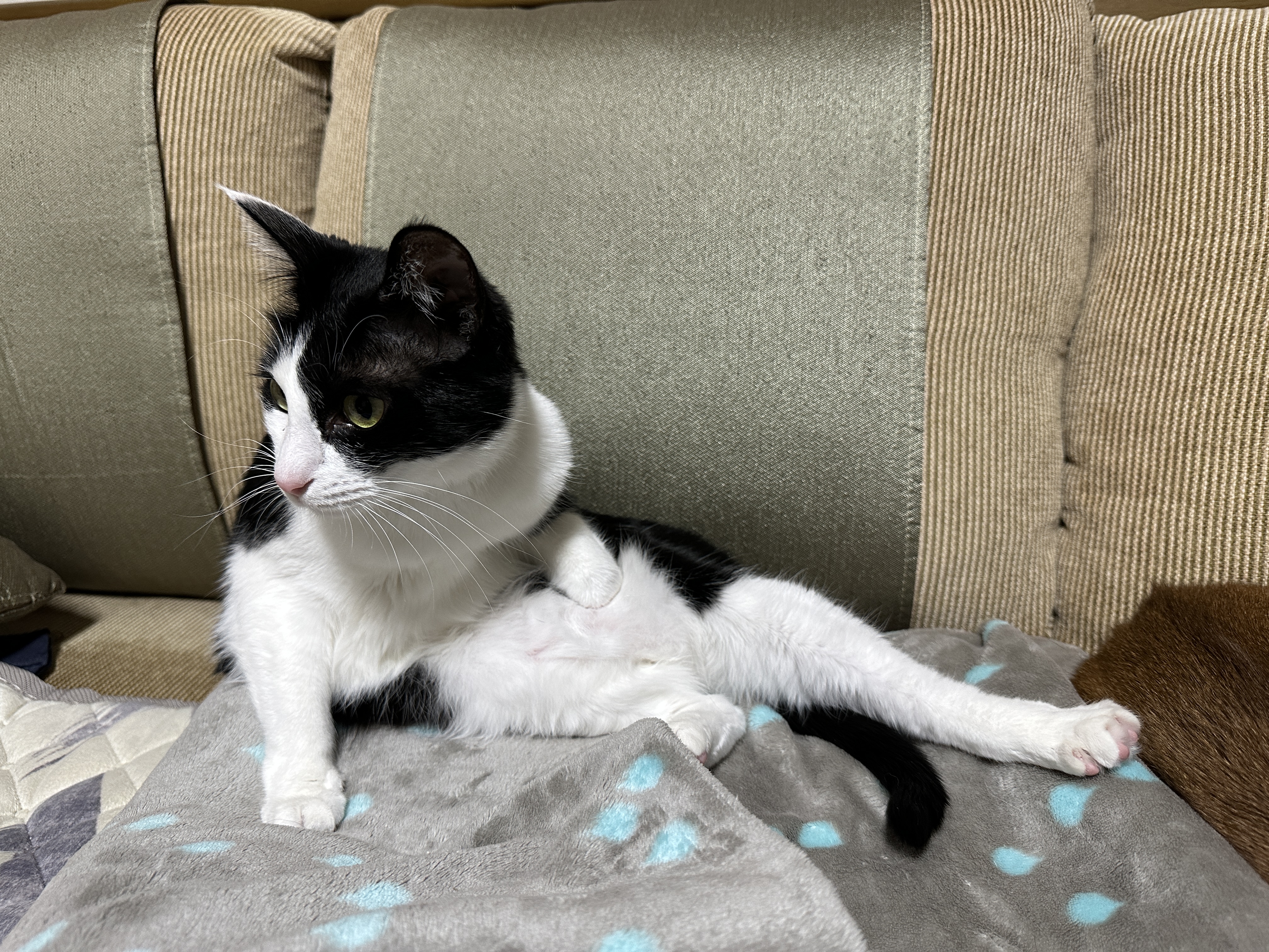 그루밍하다가 고장난 두리 ㅋ(feat. 접힌 앞발 킬포)