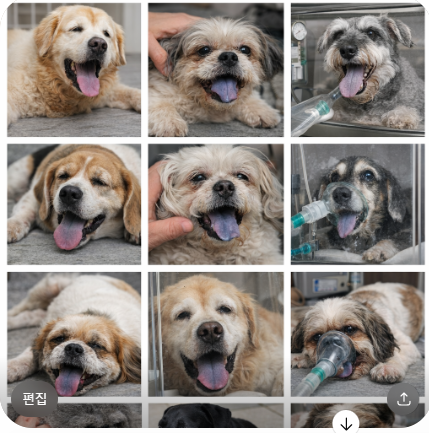 강아지 숨소리 ,심한기침,청색증 -폐수종 증상, 예방법&응급 대처법(병원비는 5일 이상 입원시 최소 80만원~ 수백만원,아프기전 팻보험은 보호자의 든든한 지원자가 됩니다.)