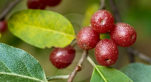 보리수열매 효능 4가지
