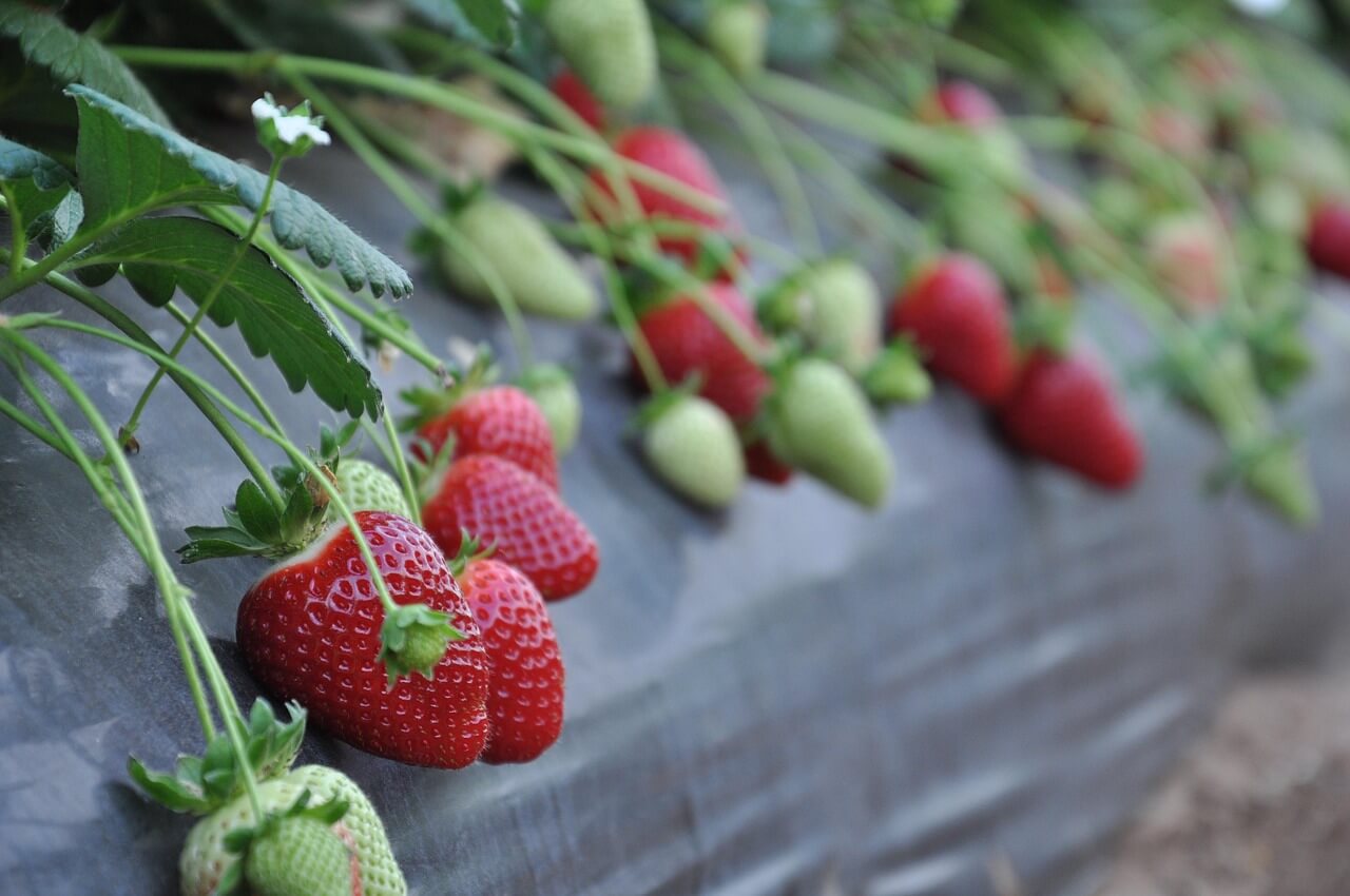 이태원 참사 지원금(생활지원금) 신청 방법과 절차