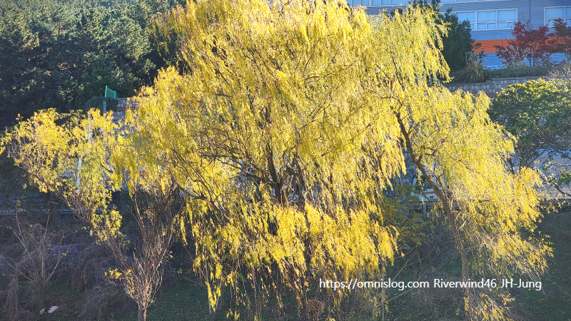 감성사진 수영천의 늦가을 버들