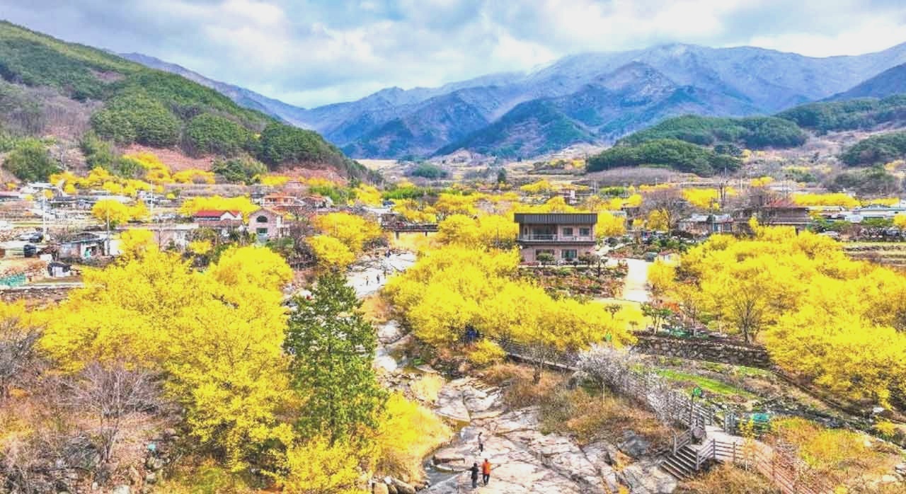 구례 산동면에 노란 산수유꽃이 만개한 마을 풍경. [ⓒ한국관광공사]
