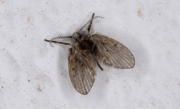 집 벌레 종류 나방파리