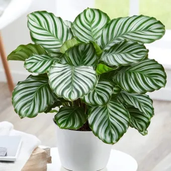 칼라데아 물주기 잎말림원인 습도관리 분무요령 시니어 맞춤 가이드_7