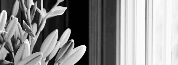 식물 키우기: 반양지