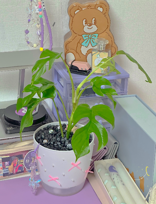 히메 몬스테라 물주기