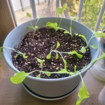 텃밭 상추 키우는 법 파종 간격 수확 연속수확 요령_15