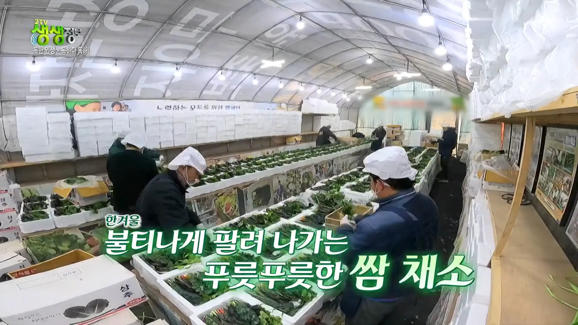 양주농부 이범석 쌈채소 주문하는곳 온라인 주문