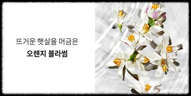입생로랑 리브르 로 뉘 향수(+향기, 특징, 지속력, 실제 후기)
