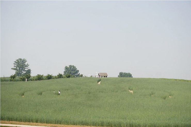 안성 팜랜드 호밀밭 목장