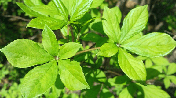 연두색의 오가피 잎으로 잎은 5장이며, 사방으로 활짝 펼쳐져 있다.
