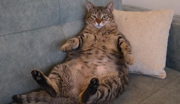 비만고양이/출처:어도비스톡