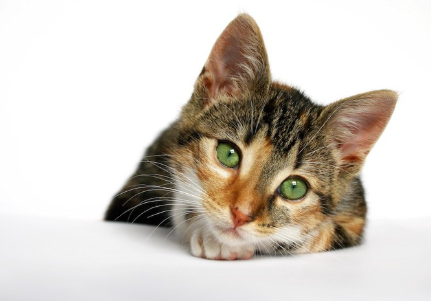 슬픈 표정으로 바라보는 새끼 고양이.