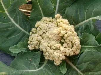 컬리플라워 재배 정식 후 관수 방풍 대책 영양 관리_8