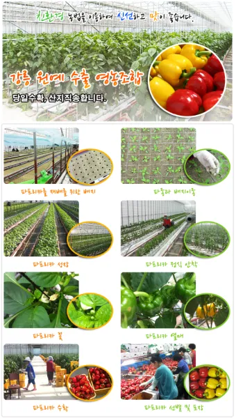 파프리카 재배 모종 선택 하우스 관리 착색 높이는법_8